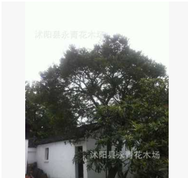 一棵35公分小葉黃楊樹江蘇貨冠有10米