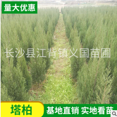 大量供應(yīng)1米--1.5米高松柏 塔柏苗好無任何燒枝 公路綠化苗木松柏