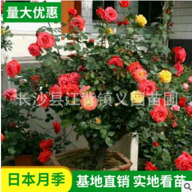 基地樹樁月季供應 灌木樹樁藤本月季 庭院花觀景花月樹樁季花