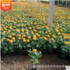 花圃直銷優(yōu)質(zhì)大花孔雀草 四季播 陽臺(tái)種植花卉 孔雀草種苗