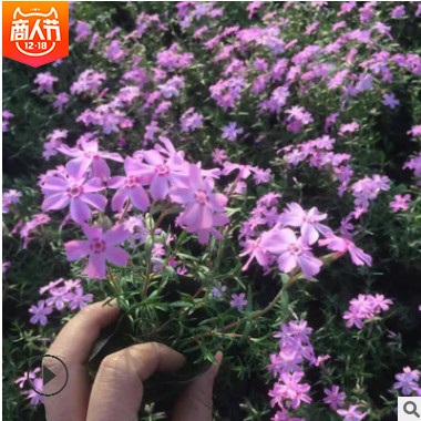 叢生福祿考 花壇綠化青州芝櫻基地 粉色芝櫻青州批發