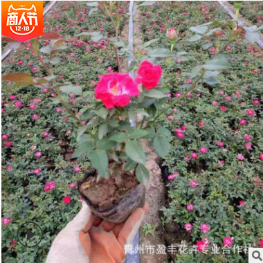 微型月季花苗 迷你玫瑰苗 室內桌面 帶花發貨月季盆栽 迷你芳香型