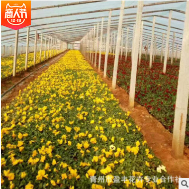 園林風景綠化景觀時令花卉草花量大從優 宿根花卉