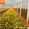 園林風(fēng)景綠化景觀時(shí)令花卉草花量大從優(yōu) 宿根花卉