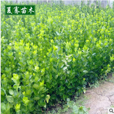 批發黃楊小苗扦插黃楊苗綠籬色塊瓜子黃楊床苗現貨充足