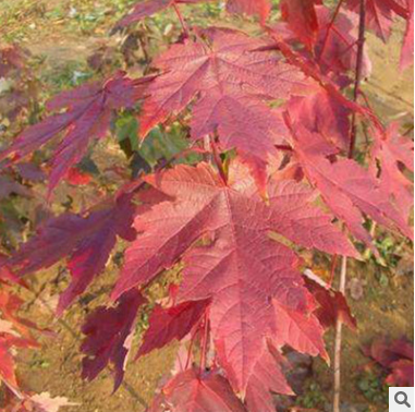 改良紅楓 夕陽紅楓供應園林綠化樹紅楓觀賞樹