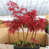綠化樹 紅楓 三季紅 紅楓觀賞樹 價(jià)格從優(yōu)