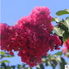 速生艷紅紫薇 觀賞樹 價(jià)格從優(yōu) 可批發(fā) 供應(yīng)園林綠化 紅花紫薇