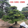 造型黑松批發基地1米 2米 2.5米造型黑松價格 現貨直銷