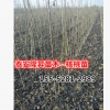 矮化薄皮核桃樹苗價格 矮化核桃樹苗價格