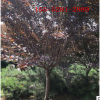4公分紫葉李