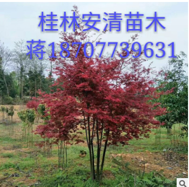 基地直銷紅楓樹3-40公分的精品紅楓美國紅楓