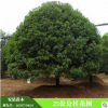 精品25公分桂花樹 批發常綠喬木供應各種規格綠化苗木工程苗木