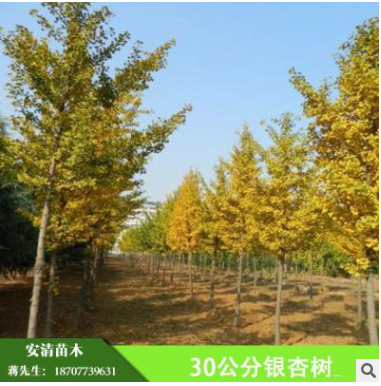 精品30公分銀杏樹大樹廣西銀杏樹綠化 供應園林綠化工程銀杏樹