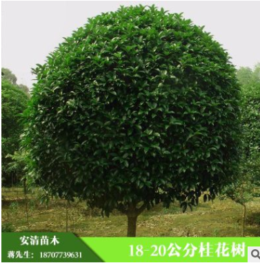 桂林安清苗木供應精品18-20公分桂花樹 大桂花樹