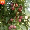 農戶苗圃大量供應紅肉蘋果苗掛果率高3公分蘋果苗當年結果
