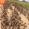 苗圃基地出售高成活率早酥紅梨梨樹苗 北方水果苗梨樹苗 新品種果