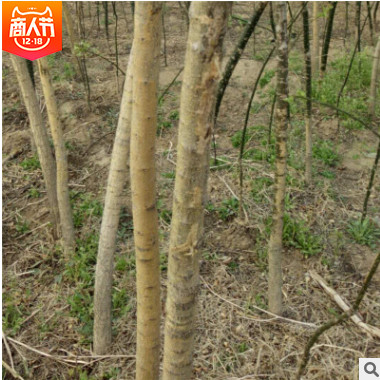 苗圃基地批發國槐綠化苗木 國槐小苗行道環境苗 規格齊全歡迎購買