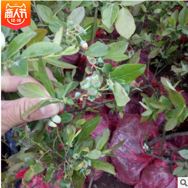 基地供應高半高叢藍莓苗 果實較大果肉飽滿 規格齊全量大優惠