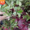 基地供應高半高叢藍莓苗 果實較大果肉飽滿 規格齊全量大優惠