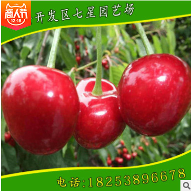 園藝場供應(yīng)優(yōu)質(zhì)紅燈黑珍珠優(yōu)質(zhì)嫁接品種櫻桃苗嫁接櫻桃苗