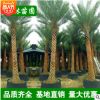 中東海棗樹大量批發 精選綠化苗木 精品加拿利海棗棕櫚樹 蒲葵