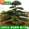 【基地直銷】造型羅漢松工程綠化 供應造型羅漢松 規格齊全批發