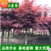 紅楓大樹 園林綠化苗木 供應大小苗 庭院景觀紅楓樹