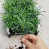 廠家優質室內觀葉植物 羅漢松(本地種) 園林花卉種子種苗木批發
