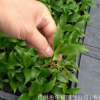 廠家直銷 室內優質觀葉植物 直版青葉也門鐵苗 廣州花卉種苗批發