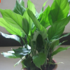 特價供應室內觀葉植物廣東萬年青（廣州園林盆栽花卉批發）