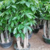 【特價直銷】優質室內觀葉綠植發財樹五桿盆栽 廣州園林花卉批發
