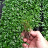 大量供應室內觀葉植物 紫邊碧玉組培苗（花卉植物種子種苗批發）