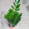 優惠價廣州花卉盆景批發 室內高檔觀葉植物 金錢樹A150小盆栽