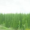 供應江蘇南京蜀檜等多種綠化苗木