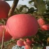 大量批發(fā)蘋果樹 煙富蘋果樹 紅將軍蘋果樹品種純正 包運(yùn)輸