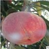 優(yōu)質(zhì)金秋紅桃樹苗哪里有賣 大量批發(fā)桃樹苗 嫁接桃樹苗批發(fā)