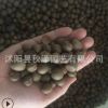 批發(fā)優(yōu)質(zhì)茶花種子 山茶花種子 林木種子 品種齊全 量大優(yōu)惠
