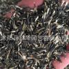 批發(fā)優(yōu)質孔雀草種子草花種子孔雀草花卉種子觀花孔雀草種子量大從