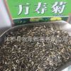 批發(fā)優(yōu)質萬壽菊種子草花種子萬壽菊花卉種子量大優(yōu)惠品質保證