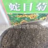 批發(fā)優(yōu)質蛇目菊種子花卉蛇目菊花卉種子量大優(yōu)惠品質保證