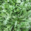 批發(fā)優(yōu)質蔬菜種子野菜薺菜種子菱角菜種子品質保證量大優(yōu)惠