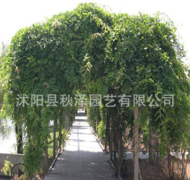 批發林木種子 紫藤花種子 藤蘿種子 爬藤花卉 當年新采 品種齊全