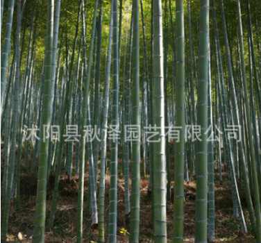 批發(fā)優(yōu)質(zhì)毛竹種子楠竹種子 江南竹唐竹種子 量大優(yōu)惠質(zhì)量保證