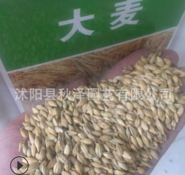 批發優質大麥草種子牧草種子野麥草種子高產牧草大麥草品種齊全