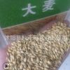 批發(fā)優(yōu)質大麥草種子牧草種子野麥草種子高產牧草大麥草品種齊全