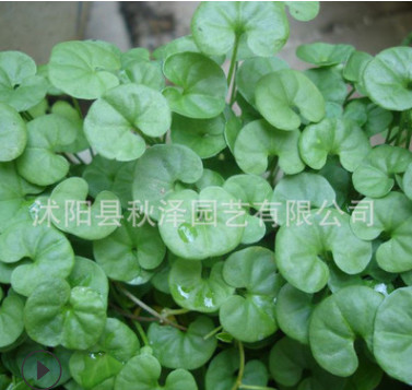 批發優質馬蹄金種子銅錢草種子草坪牧草種子馬蹄金種子量大優惠