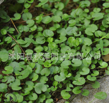 批發優質馬蹄金種子銅錢草種子草坪牧草種子馬蹄金種子量大優惠