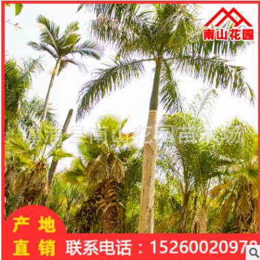 大王棕廠家直銷批發(fā)大王椰子苗木 行道園林景觀工程綠化