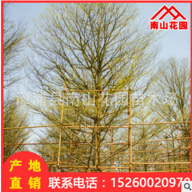 廠家綠化苗木小葉欖仁 基地直銷批發(fā)庭院園林工程細葉欖仁喬木